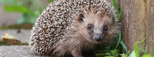 Igel
