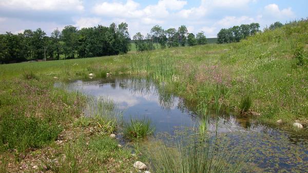 Weiher