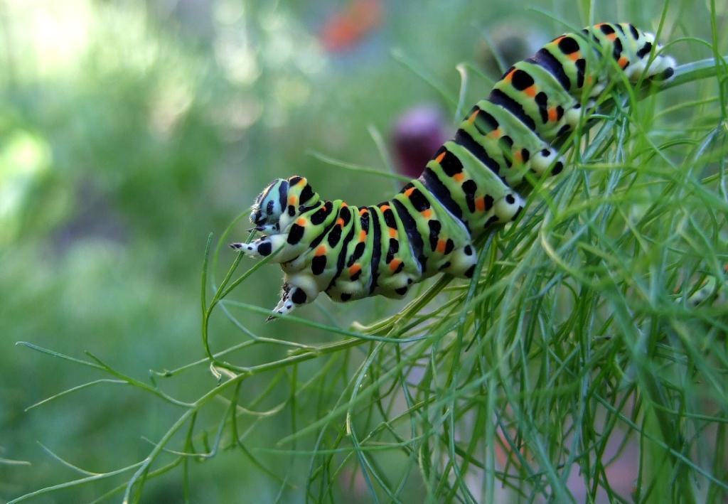 Tierwelt