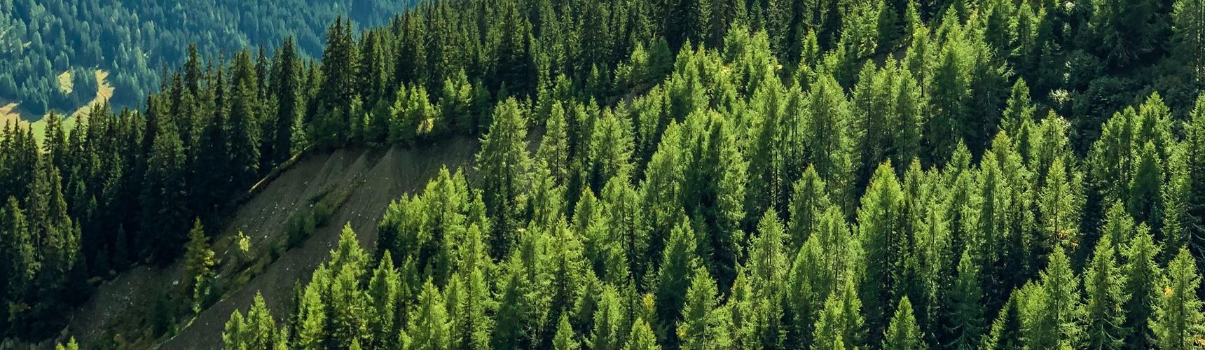 Wald