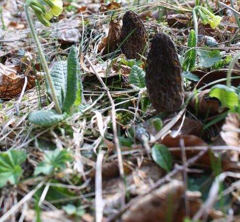 Vallorbe nature printemps