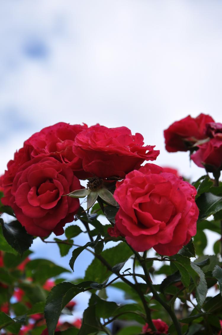 Rosen