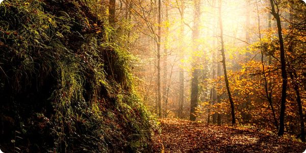 Wald