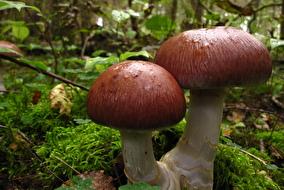 Pilze