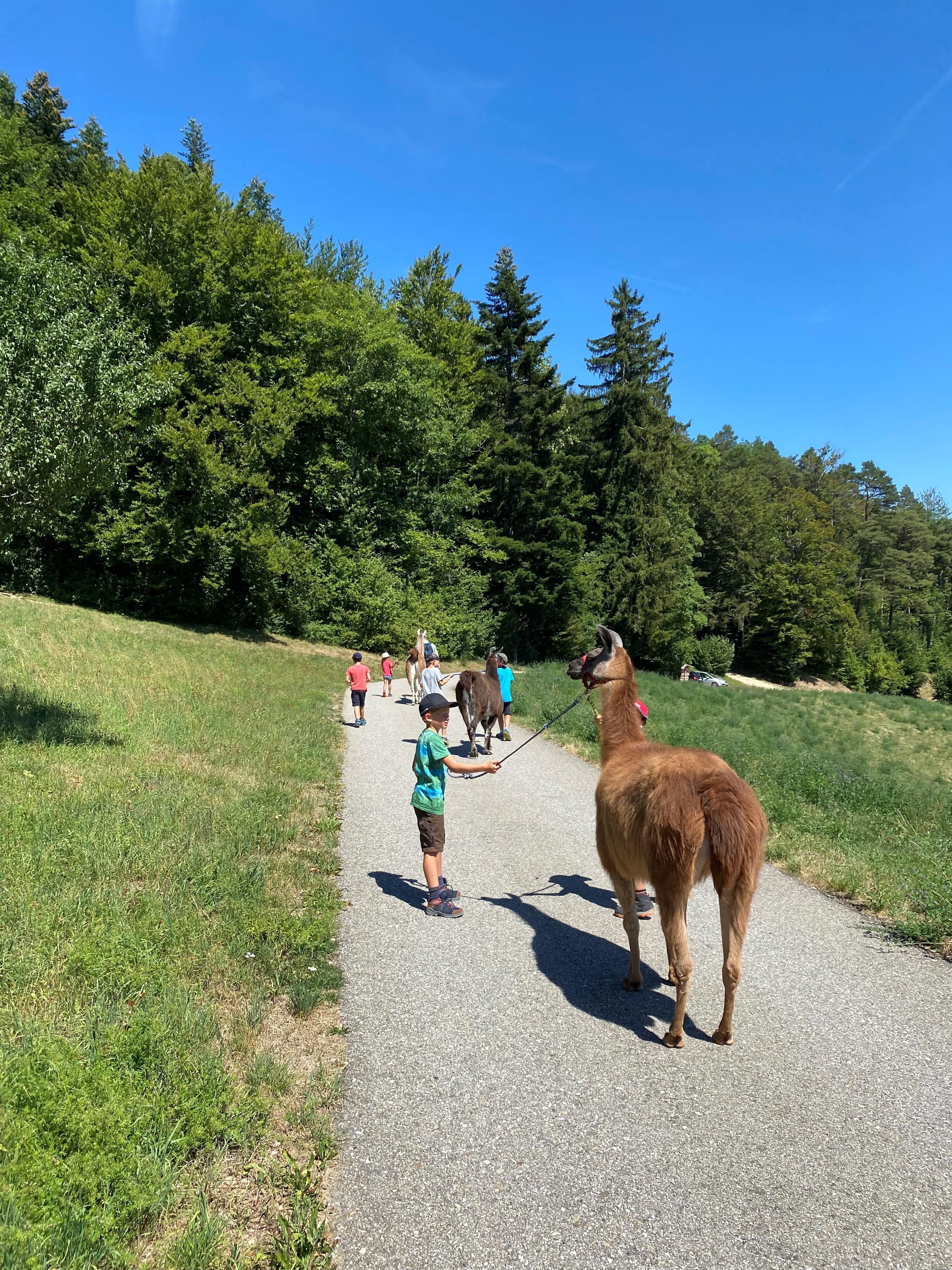Lamatrekking