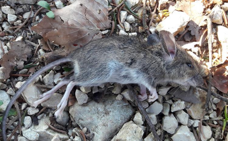 Diese Waldmaus springt leider nicht mehr weit... 
... und wurde von den Kindern beerdigt.