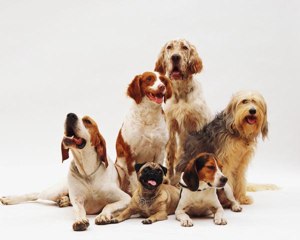 Chiens