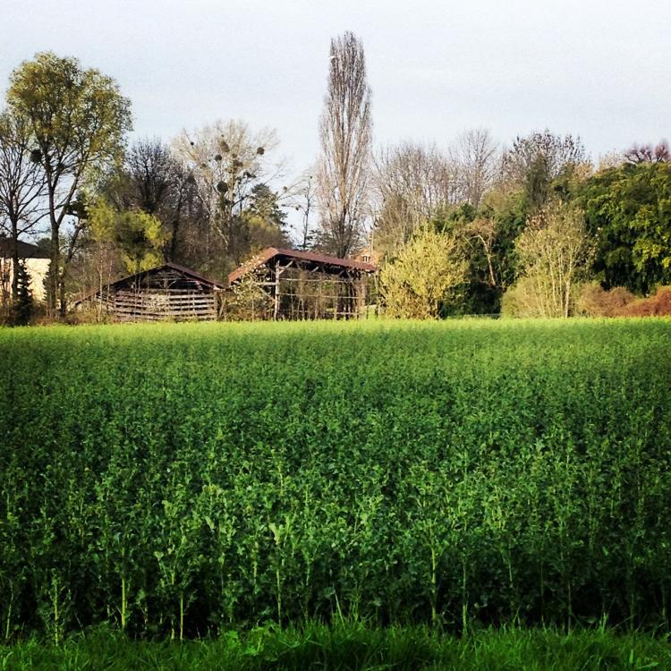 La campagne de Tournay