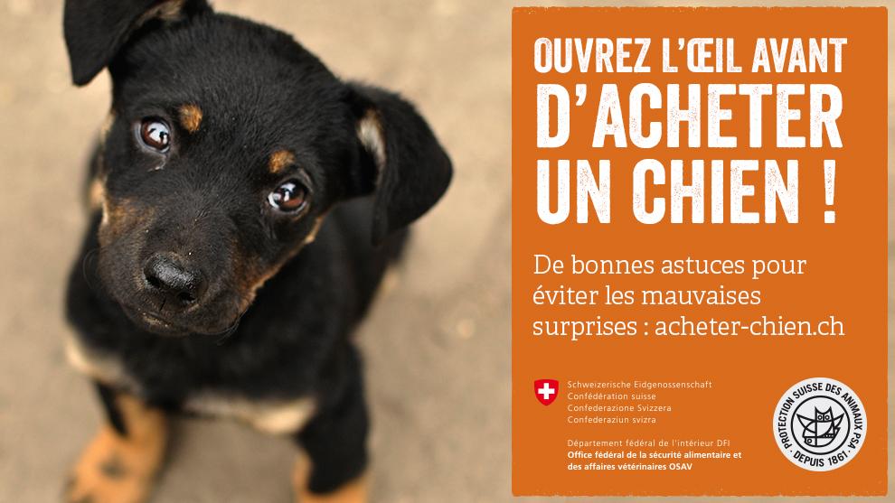 chien