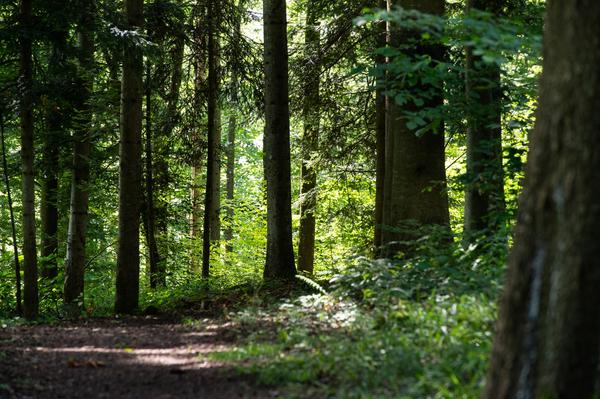 Die ruhige Idylle kann trügen: Das Forstrevier Kloten weist auf die derzeit erhöhte Gefahr von Astbrüchen hin. Bild: Stadt Kloten (Jean-Luc Grossmann)