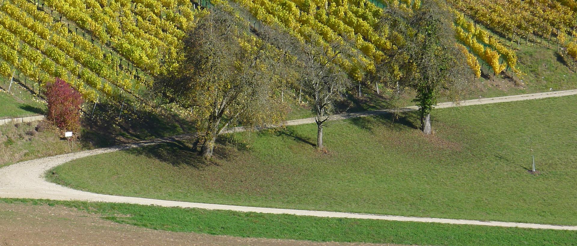 Herbst, Reben