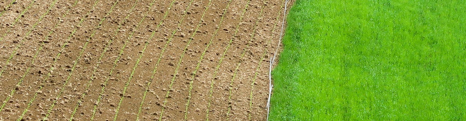 Landwirtschaft