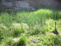 Weiher beim Naurfreundehaus im Tal