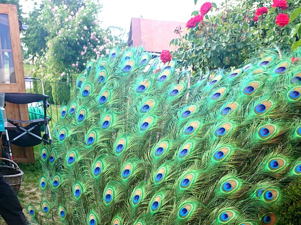 Pfau