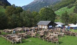 Viehschau Weisstannen