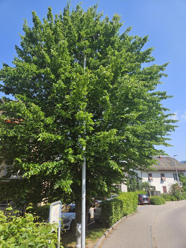 Nicht dem Lichtraumprofil entsprechend verdeckte Strassenleuchte