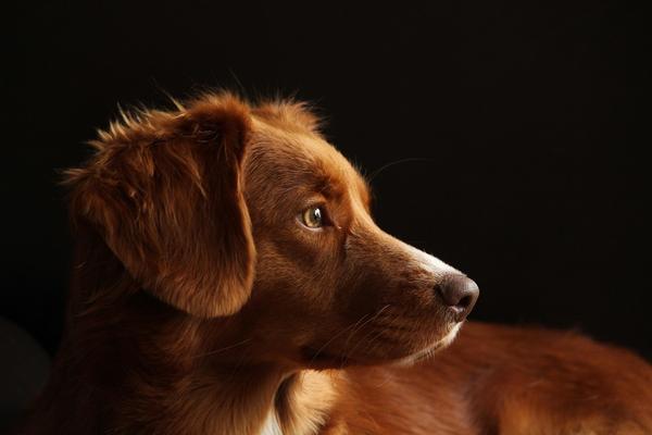 brauner Hundekopf