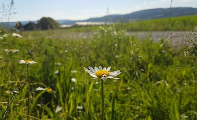 Steckborn