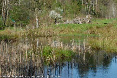 Weiher