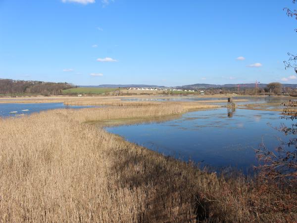 Neeracherried