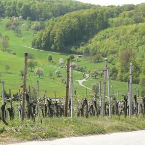 Wandern im Frühling durch Rebberge, Wald und Wiesen