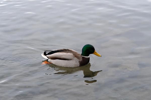 Ente im Zürichsee