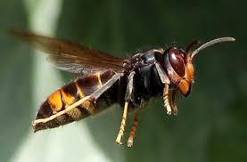 Frelon asiatique
