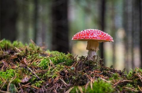 pilz