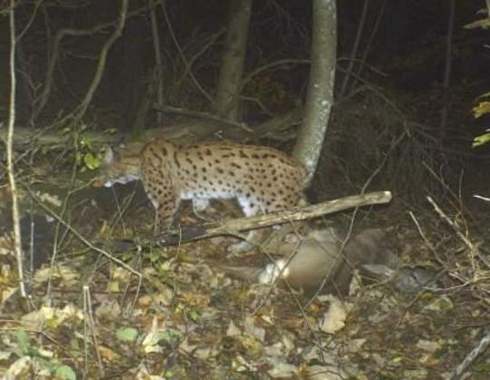 Luchs mit gerissenem Reh