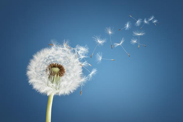 Pusteblume
