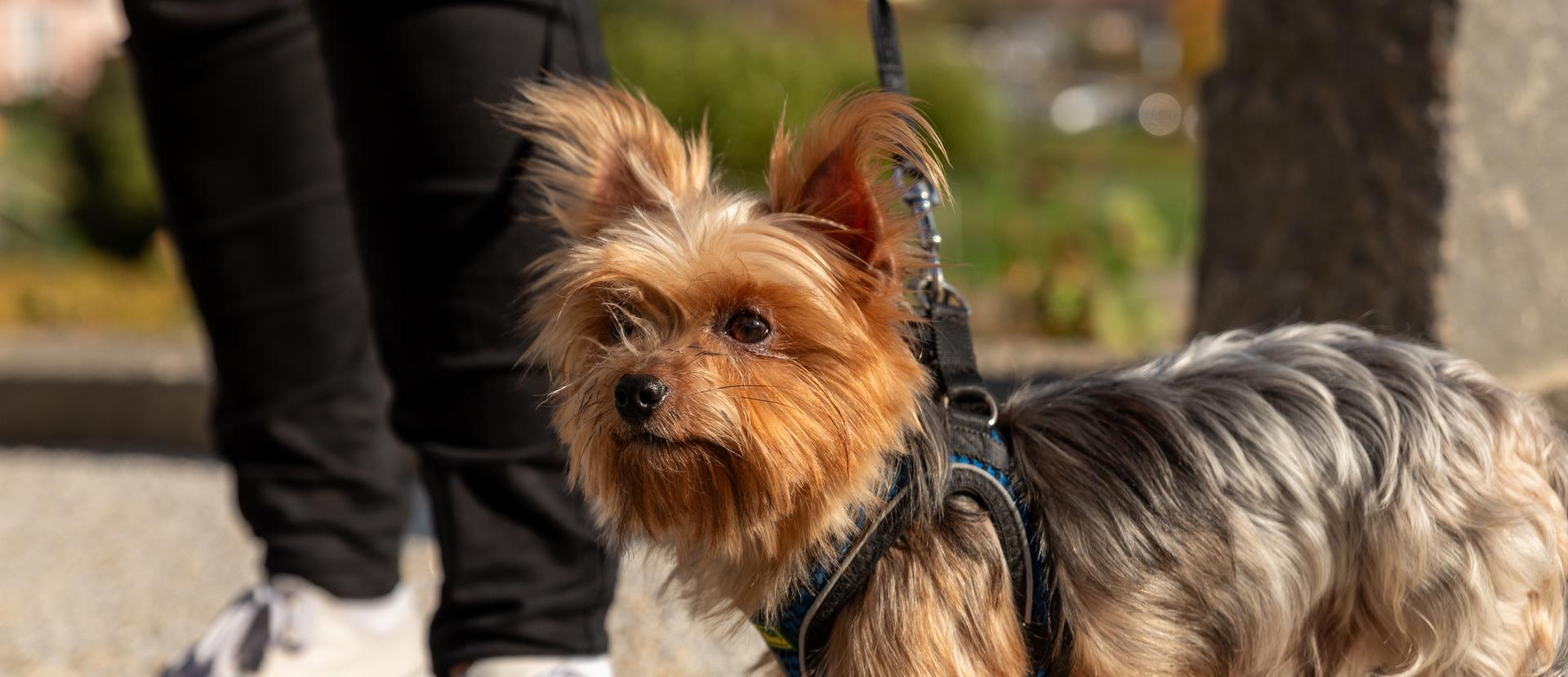 Chien