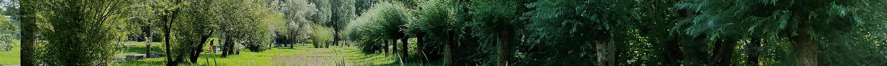 Im Hohfurenpark gibt es Schilf, blühende Blumen, Büsche und Bäume