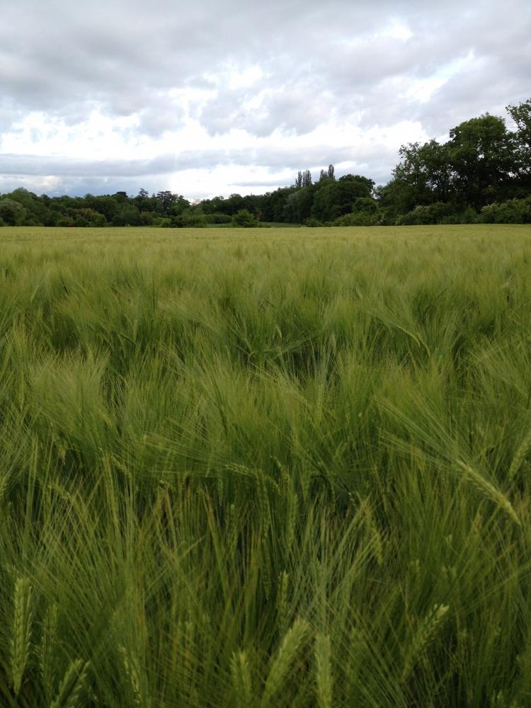 La campagne de Tournay