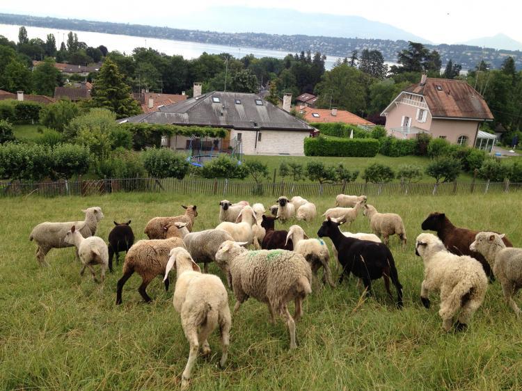 Les moutons près des serres de Pregny