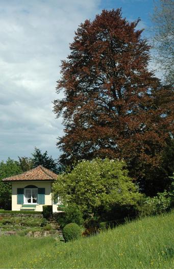 Fagus silvatica ’Atropunicea’

- Abart der heimischen Rot-Buche
- blüht April – Mai und wird bis 30 m hoch
- Besonderheiten: Sorte mit dunkelstem Blatt. Vermehrung durch Veredlung.
