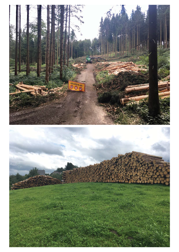 Vom Borkenkäfer (Buchdrucker) befallene Fichten müssen grossflächig gefällt werden (oben). Das Schad- und Käferholz stapelt sich, Lagerflächen sind rar und müssen mind. 500 Meter vom Wald entfernt sein, damit eine weitere Ausbreitung des Schädlings verhindert wird (unten).
