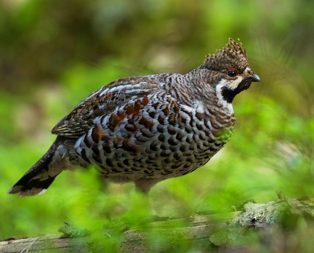Ein Haselhuhn