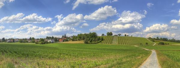 Rebberg von Wallisellen