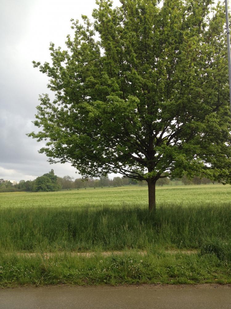 La campagne de Tournay