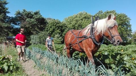 potager gaia