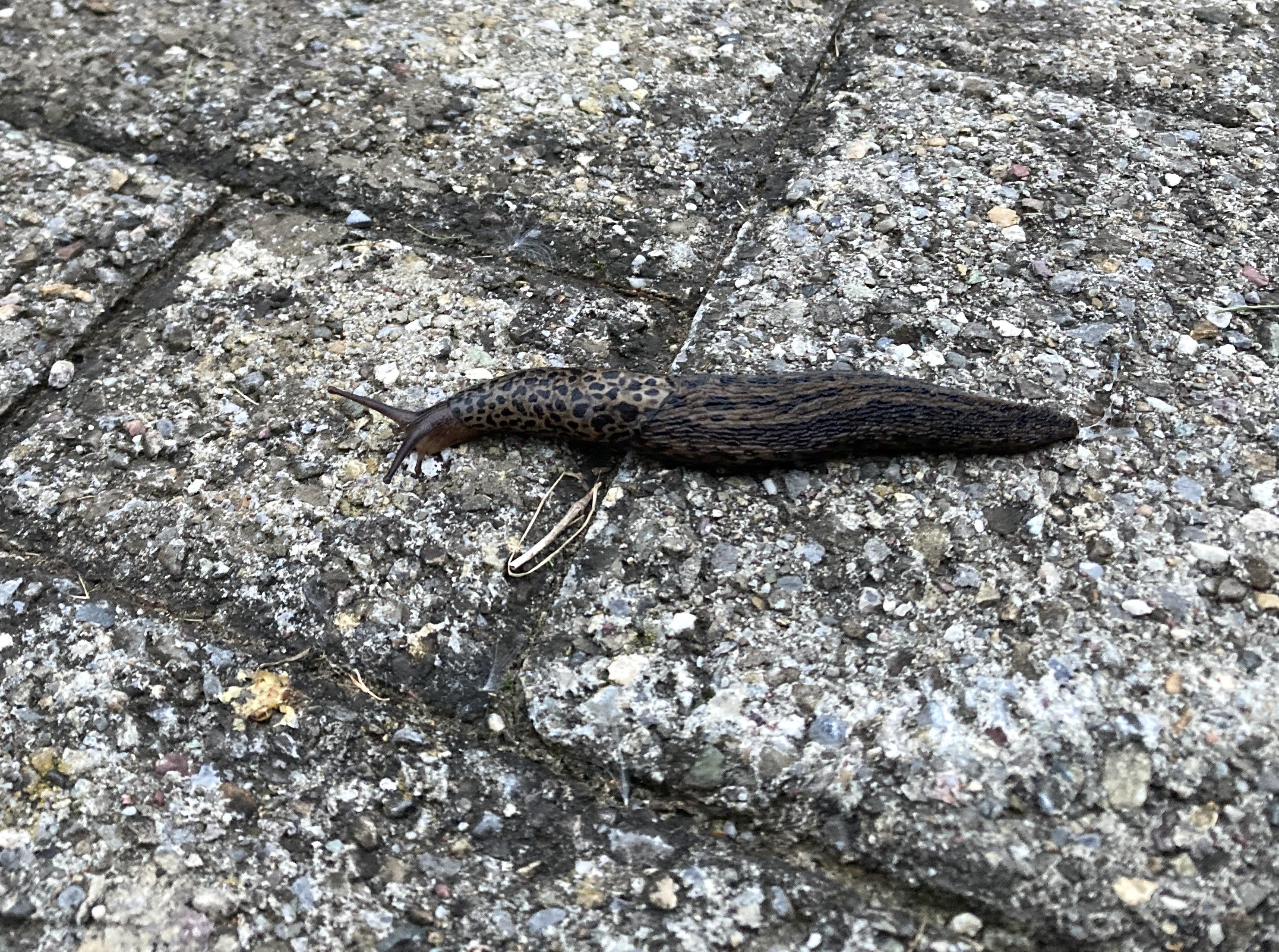 Tigerschnecke
