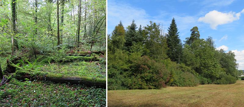 liegendes Totholz im Haufländerhöler, Hard und gestufter Waldrand im Eschenbüel