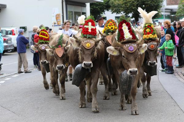 Alpabfahrten