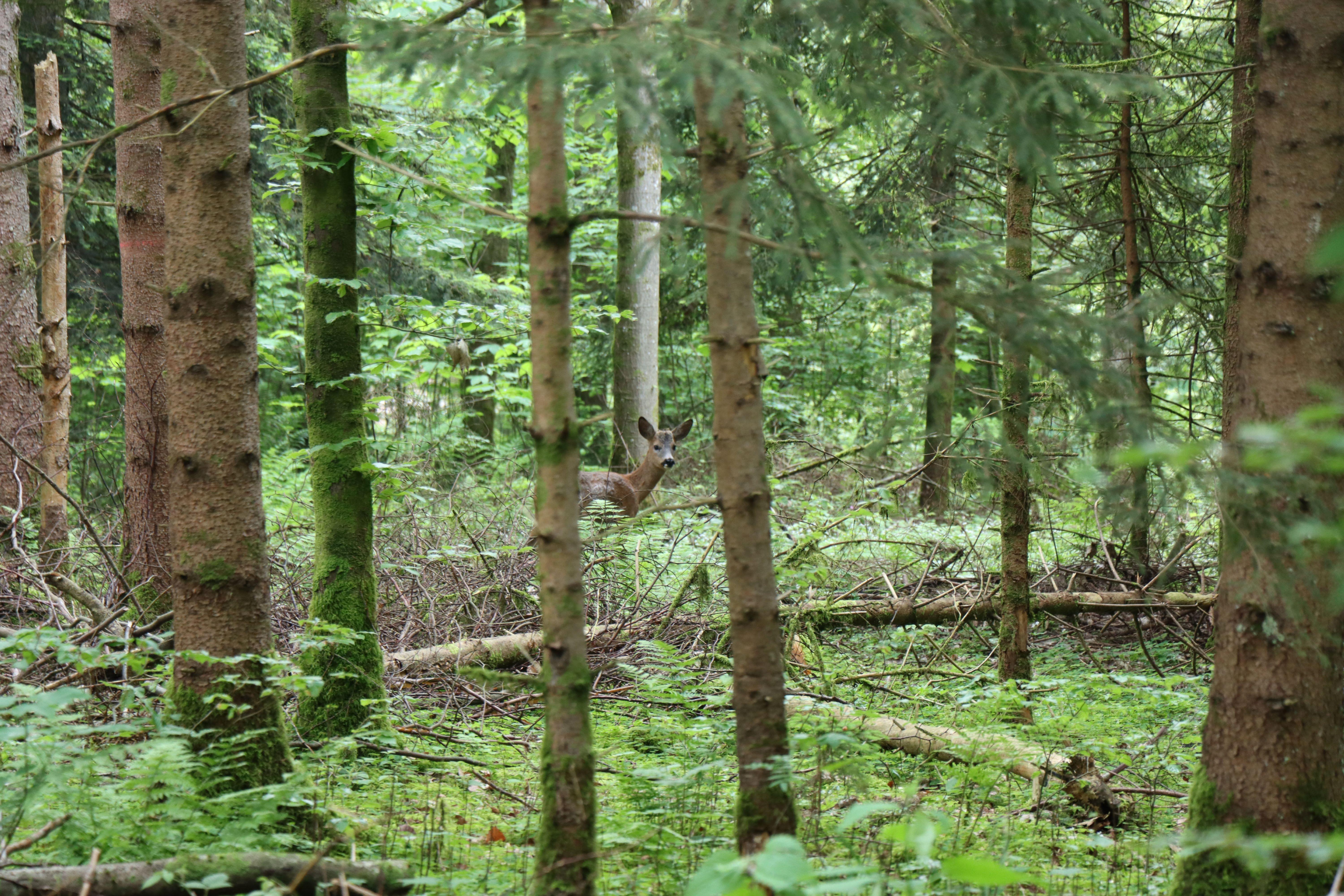 Wald mit Reh