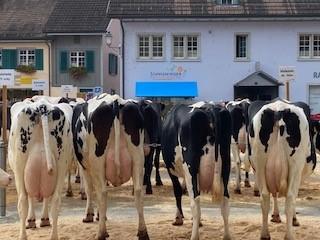 Viehschau