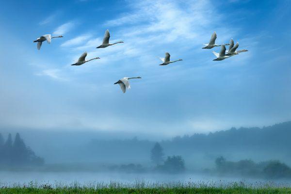 Vorüberziehende Vögel