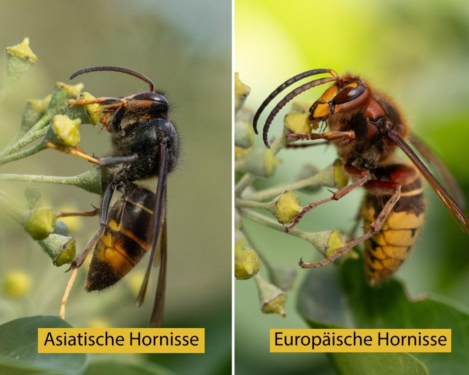 Bildvergleich Asiatische und Europäische Hornisse