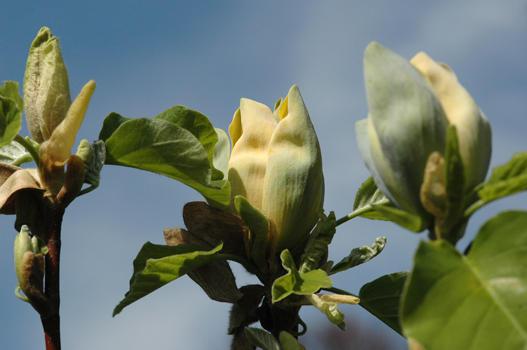 Magnolia acuminata

- Heimat: Östl. N-Amerika
- blüht im Mai, unauffällig und wird bis 25 m hoch
- Besonderheiten: leicht giftig. Grösste und winterhärteste Magnolie. Selten anzutreffen. Raschwüchsig.
Die vom Sturm 1982 stark geschädigte Gurkenmagnolie ist im Sommer 1998 abgestorben. Im Frühjahr 2000 wurde sie durch einen Jungbaum ersetzt.
