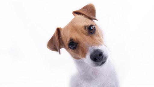 dessin noir blanc chien