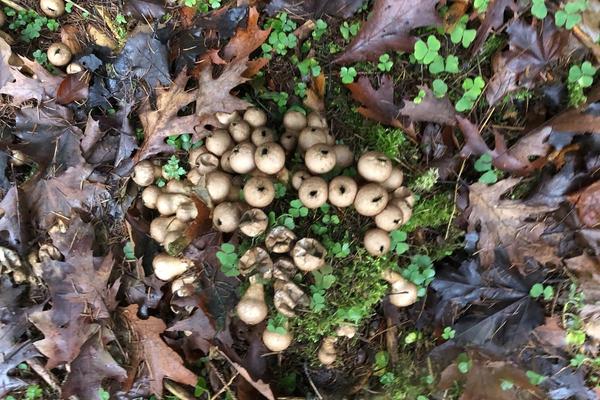 Pilze im nahegelegenen Hardwald näher kennenlernen. Bild: Hanna Schmid
